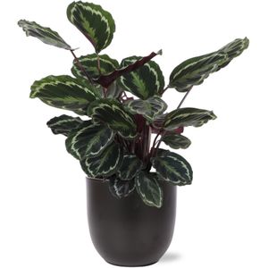 Calathea Medaillon Ø21cm - 70cm in Boule ANTRACIET