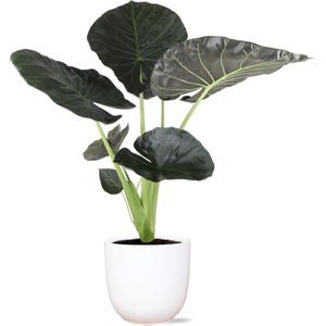 Alocasia regal shield ø21cm - ↕100cm in een witte boule sierpot