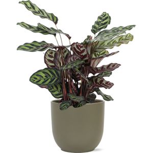 Calathea makoyana ø21cm - ↕70cm  in boule olijf pot