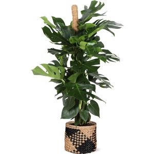 Monstera deliciosa mosstok - ø27cm - ↕150cm  in albury black print mand