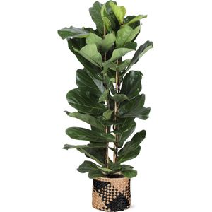 Ficus lyrata - ø27cm - ↕140cm  in albury black print mand