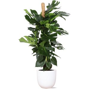 Monstera deliciosa mosstok - ø27cm - ↕150cm  in boule wit pot