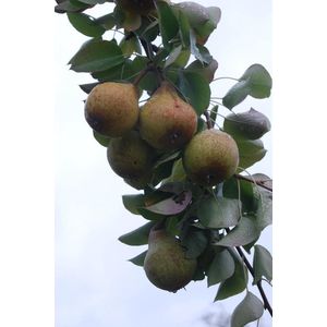 Perenboom laagstam Conference - 80cm hoog - 5 liter pot