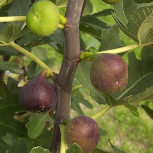 Vijgenboom - Ficus carica 'Rode de Bordeaux' in 2 liter pot