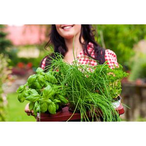Kruidentuin - 6 soorten kruidenplanten: Maggi, Munt, Citroenmelisse, Curry, Rozemarijn, Tijm - herbs - kruidenplanten - tuinplanten