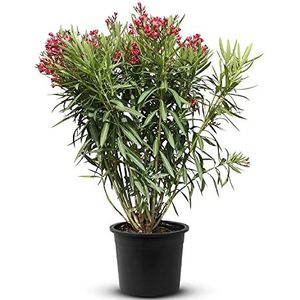 Tropictrees Nerium Oleander, winterharde, altijd groene plant met een hoogte van 80-100 cm, rode bloemen, hitte- en droogtebestendig