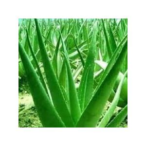 100 Aloe Vera Plant Seeds Green