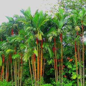 Haloppe 50 stks palmboom planten zaden voor huis tuin planten, fles palmboom zaden tropische plant huis tuin balkon bonsai decor Palmboomzaden