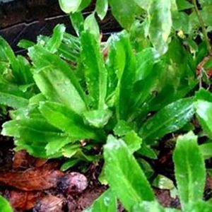 50 stks Culantro Zaden Hoge Kieming Eetbare Vaste plant Gemakkelijk Planten Natuurlijke Koriander Zaden Boerderij Levert Groente