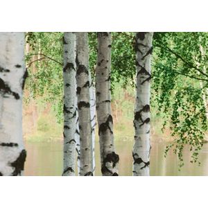 W+G Behang Ideal Decor Mural Nordic forest