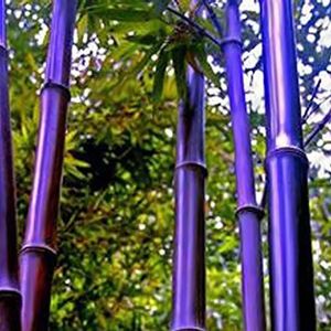 Haloppe 100 stks Moso-Bamboe Planten Zaden voor Thuis Tuin Planten, zwart Paars Groen Phyllostachys Pubescens Moso-Bamboe Zaden Tuinplanten Purper
