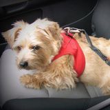 Curli Autohundegeschirr Auto Sicherungsgurt