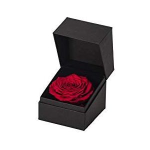 Rose Amor GB 7 RED-02 Rose, plantaardige oorsprong natuurlijk, rood/zwart, 9 cm