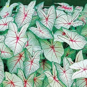 Haloppe 300 stks Coleus Planten Zaden voor Thuis Tuin Planten, Coleus Zaad Bonsai Klein Gebladerte Coleus Bloem Tuin Zaden voor Park Coleus-zaden