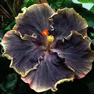 Haloppe 20 stks hibiscus bloemen planten zaden voor thuis tuin planten, exotische hibiscus zaden tuinieren tropische gigantische bloem huis tuin plant Hibiscuszaden