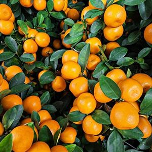 Haloppe 50 stks Oranje Boom Fruit Zaden voor Thuis Tuin Planten, oranje Boom Zaden Ingemaakte Fruit Kumquat Tangerine Citrus Tuin Yard Decor Oranje zaden