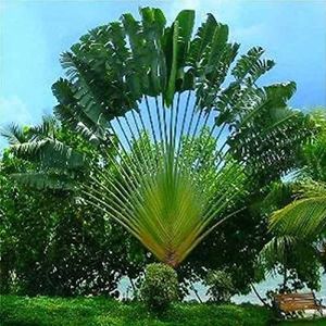 Haloppe 20 stks Palmen Cycas Boom Planten Zaden voor Thuis Tuin Planten, Zeldzame Tropische Vaste Plant Fan Palmen Cycas Boom Zaden Tuin Yard Decor Palmboomzaden