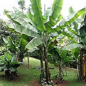 Haloppe 10 stks Banaan Fruit Zaden voor Thuis Tuin Planten, blauwe Birmese Banaan Zaden Outdoor Tuin Heerlijke Eetbare Fruit Boom Plant Bananen Zaden