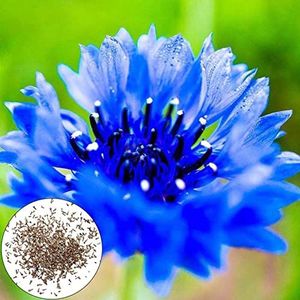 600 stuks korenbloemzaden jaarlijkse bloemzaden vol vitaliteit blauwe bloeiende wilde bloemenzaden voor het planten van wilde bloemenzaden tuinzaden voor de tuin Blauw