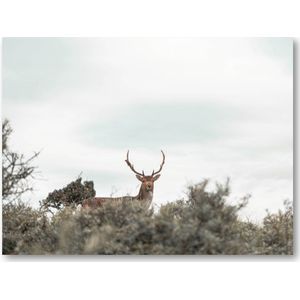 Hert - Foto op Plexiglas 40x30