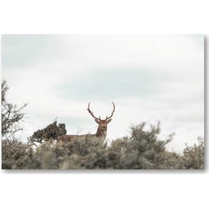 Hert - Foto op Plexiglas 90x60