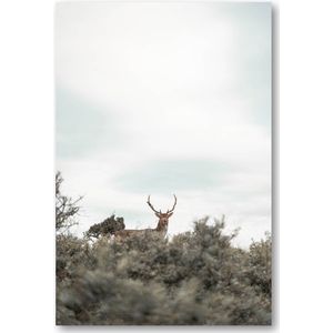 Hert - Foto op Plexiglas 40x60