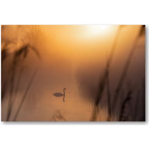 Majestueuze Zwaan - Foto op Plexiglas 60x40