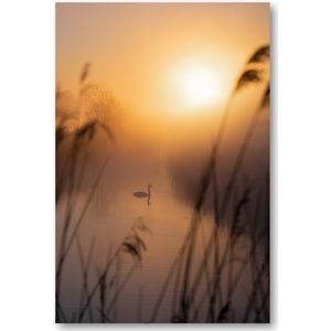 Majestueuze Zwaan - Foto op Plexiglas 40x60