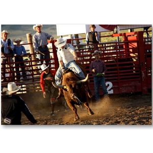 Stier in Rodeo - USA - Foto op Plexiglas 60x40