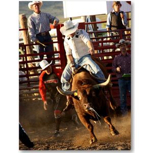 Stier in Rodeo - USA - Foto op Plexiglas 30x40