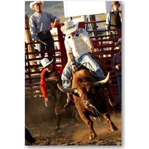 Stier in Rodeo - USA - Foto op Plexiglas 40x60