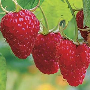 Haloppe 50 stuks frambozenfruitzaden voor thuis tuinplanten, frambozenzaden rode bessen fruitzaden voor boerderij zaden
