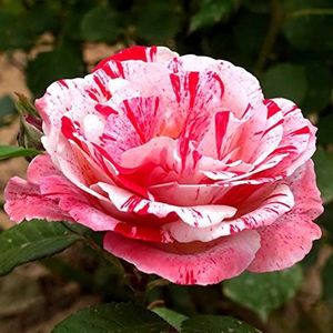 Haloppe 100 stks Rose Bloemen Planten Zaden voor Thuis Tuin Planten, rozenzaden Geurige Planten Hybrid Zeldzame Ingemaakte Tuin Zaden voor Parterre rozen zaden