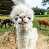 Alpaca