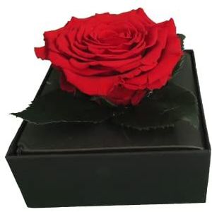 Comarco Sa Echte gestabiliseerde rode roos geschenkdoos 11x11x10 cm