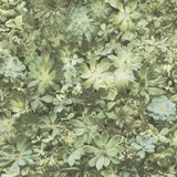 Evergreen - Behang - Vetplanten - Behang Woonkamer - Vliesbehang - Groen - 0,53x10.05m