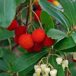 Arbutus Unedo - Aardbeiboom - 25-30 cm pot: Mediterrane struik met eetbare vruchten