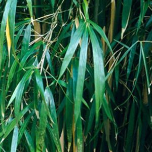 Pleioblastus Simonii - Bamboe 150-200cm in Pot - Sierlijke Bamboe voor Aantrekkelijke Schermen