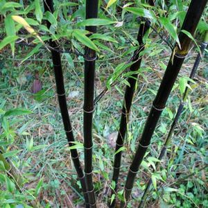 Phyllostachys Nigra - Zwarte Bamboe 125-150cm in Pot - Exotische Bamboevariëteit voor Sfeervolle Tuinen