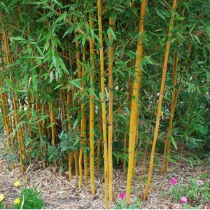 Phyllostachys Vivax 'Aureocaulis' - Bamboe 150-200cm in Pot - Prachtige Gouden Stengels - Perfect voor Tuin en Terras