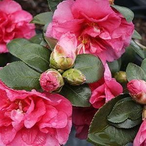 Camellia Sasanqua - 50-60 cm pot: Struik met glanzende groene bladeren en roze tot witte bloemen in de herfst of vroege winter.