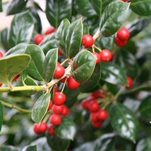 Ilex 'Nellie R. Stevens' - Hulst - Hoogte 325 cm pot