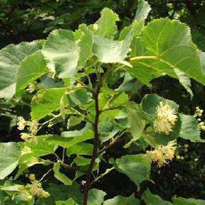 TILIA EUROPAEA 'PALLIDA'  - Koningslinde - stamomtrek 14-16 cm pot