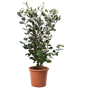 KENTIS - Feijoa Acca Sellowiana - Echte Fruit Plant - Buitenplant - Groenblijvende Tuin Planten - Hoogte 40/50 cm Pot Ø 18 cm