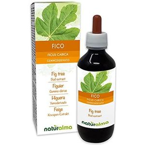 Vijg of Vijgenboom (Ficus carica) Alcoholvrij extract van verse knoppen Naturalma - Vloeibaar extract druppels 100 ml - Voedingssupplement - Veganistisch