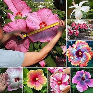 Zaden voor het planten, 200 stks/zak Hibiscus zaden kleurrijke sier gemakkelijk te planten mix kleur Hibiscus bloemzaden voor bonsai - Hibiscus Seeds