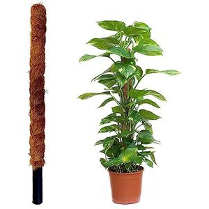 JARDINLIFE Tutor Natuurlijke kokosvezel, 80 cm, voor klimplanten en kassen, wortelgeleiding, 60 cm