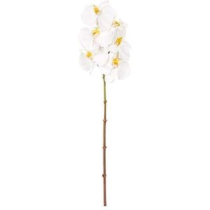 EUROCINSA Ref.43434C01 Orchidee PHALAENOPSIS, doos met 12 stuks, wit, 56 cm
