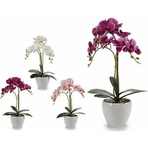 Decoratieve plant Cirkelvormig Orchidee