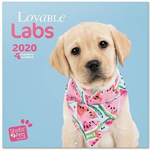 Wandkalender 2020 voor thuis of op kantoor, 30 x 30 cm, Pets Labs Studio